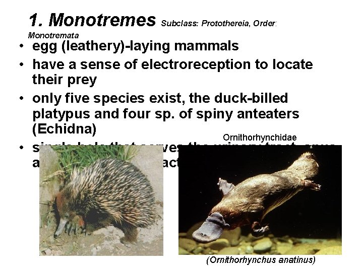 1. Monotremes Subclass: Protothereia, Order: Monotremata • egg (leathery)-laying mammals • have a sense