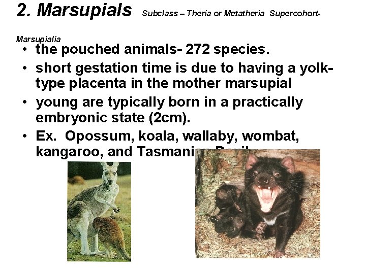 2. Marsupials Marsupialia Subclass – Theria or Metatheria Supercohort- • the pouched animals- 272