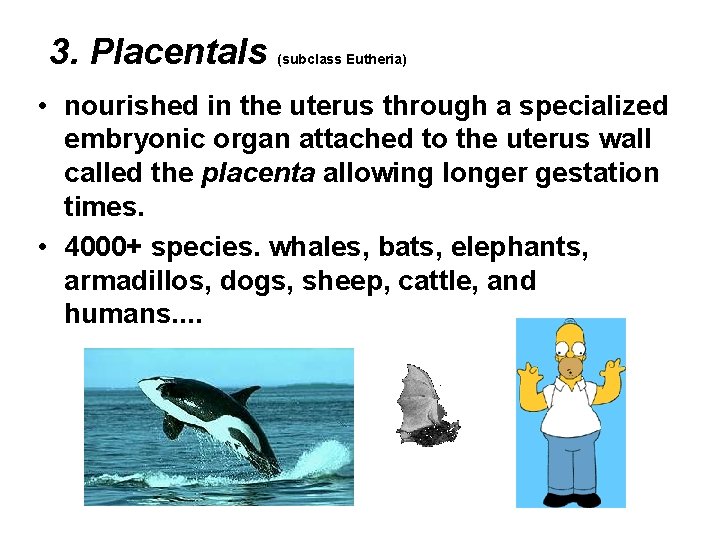 3. Placentals (subclass Eutheria) • nourished in the uterus through a specialized embryonic organ