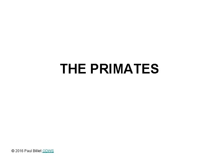 THE PRIMATES © 2016 Paul Billiet ODWS 