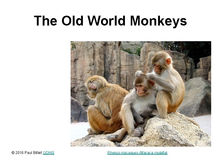 The Old World Monkeys © 2016 Paul Billiet ODWS Rhesus macaques (Macaca mulatta) 