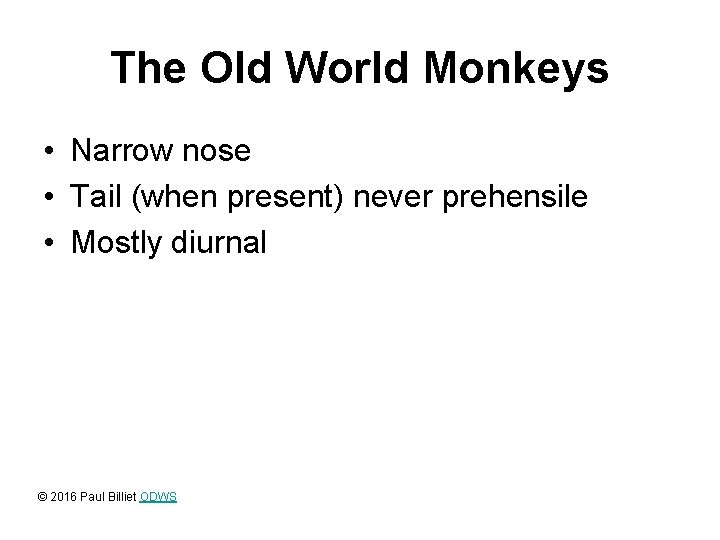 The Old World Monkeys • Narrow nose • Tail (when present) never prehensile •