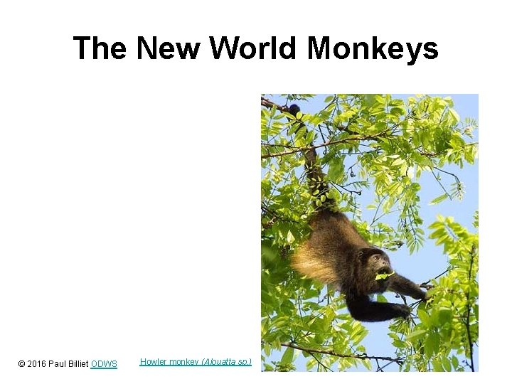 The New World Monkeys © 2016 Paul Billiet ODWS Howler monkey (Alouatta sp. )