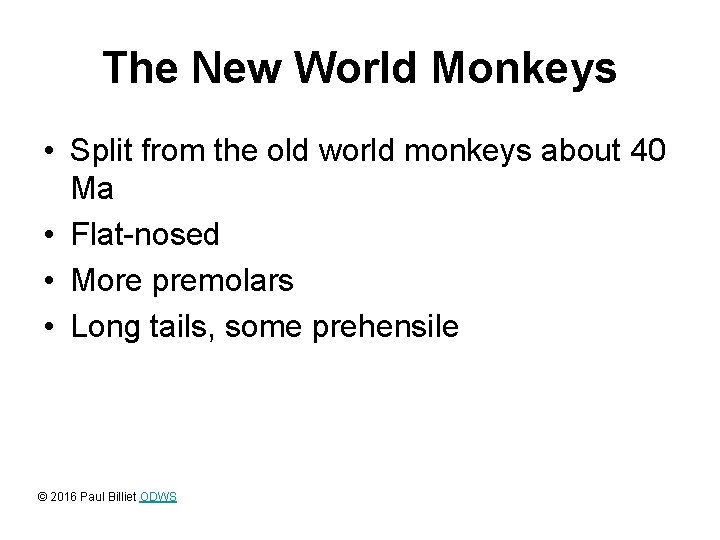 The New World Monkeys • Split from the old world monkeys about 40 Ma