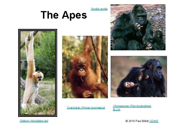 The Apes Gorilla gorilla Orangutan (Pongo pygmaeus) Gibbon (Hylobates lar) Chimpanzee (Pan troglodytes) ©