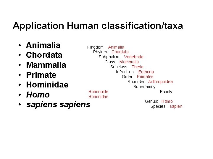 Application Human classification/taxa • • Animalia Kingdom: Animalia Phylum: Chordata Subphylum: Vertebrata Class: Mammalia