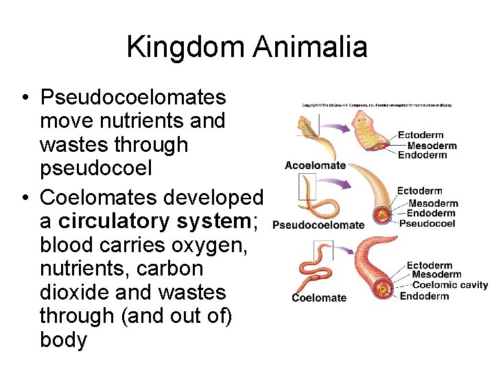 Kingdom Animalia • Pseudocoelomates move nutrients and wastes through pseudocoel • Coelomates developed a