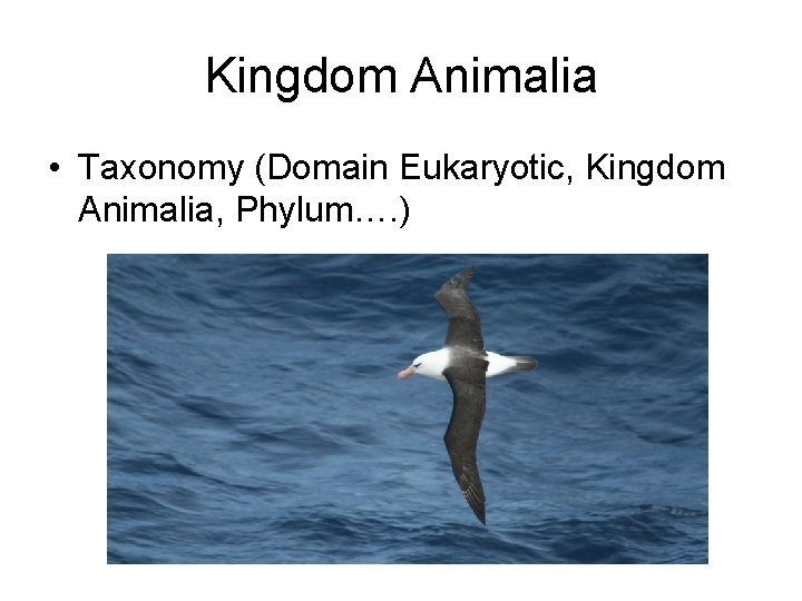 Kingdom Animalia • Taxonomy (Domain Eukaryotic, Kingdom Animalia, Phylum…. ) 