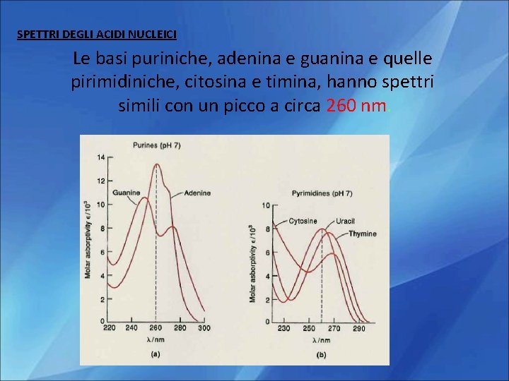 SPETTRI DEGLI ACIDI NUCLEICI Le basi puriniche, adenina e guanina e quelle pirimidiniche, citosina