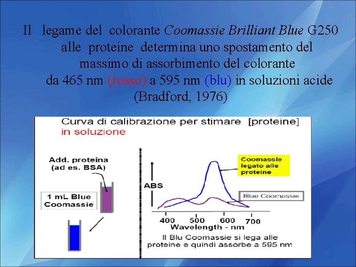 Il legame del colorante Coomassie Brilliant Blue G 250 alle proteine determina uno spostamento
