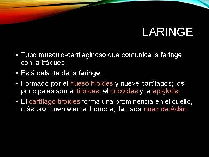 LARINGE • Tubo musculo-cartilaginoso que comunica la faringe con la tráquea. • Está delante
