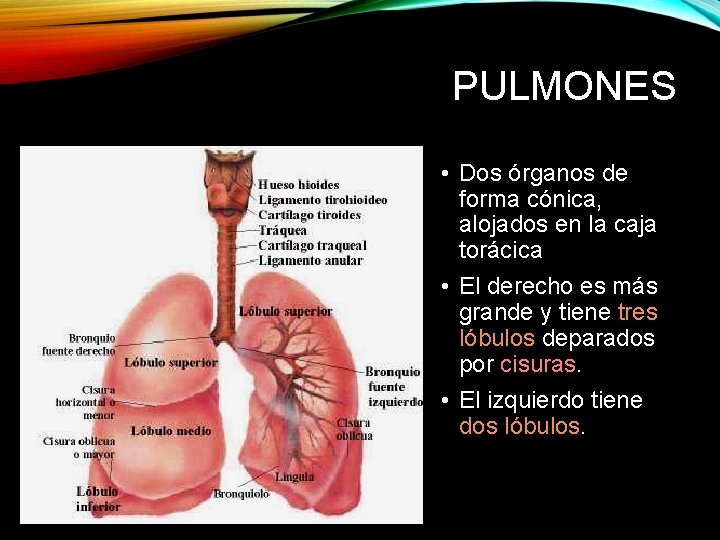 PULMONES • Dos órganos de forma cónica, alojados en la caja torácica • El