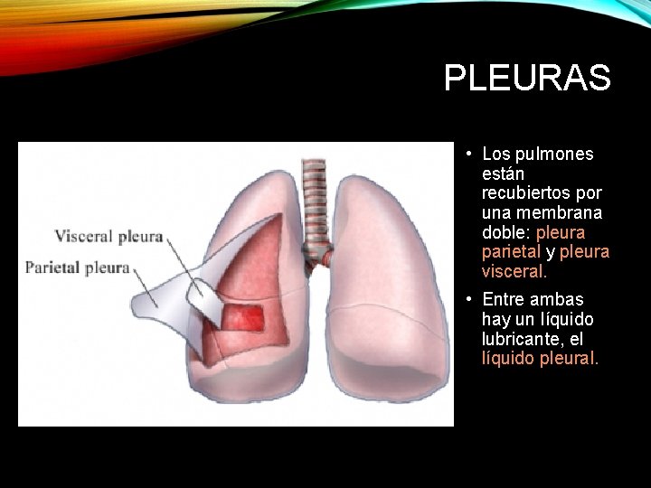 PLEURAS • Los pulmones están recubiertos por una membrana doble: pleura parietal y pleura