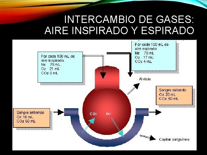 INTERCAMBIO DE GASES: AIRE INSPIRADO Y ESPIRADO 