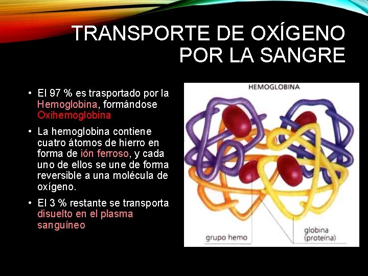 TRANSPORTE DE OXÍGENO POR LA SANGRE • El 97 % es trasportado por la