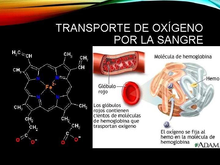 TRANSPORTE DE OXÍGENO POR LA SANGRE 