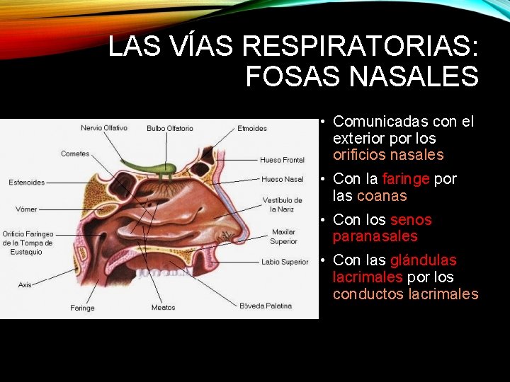 LAS VÍAS RESPIRATORIAS: FOSAS NASALES • Comunicadas con el exterior por los orificios nasales