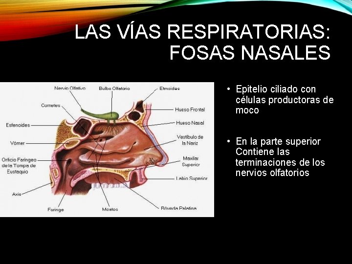 LAS VÍAS RESPIRATORIAS: FOSAS NASALES • Epitelio ciliado con células productoras de moco •