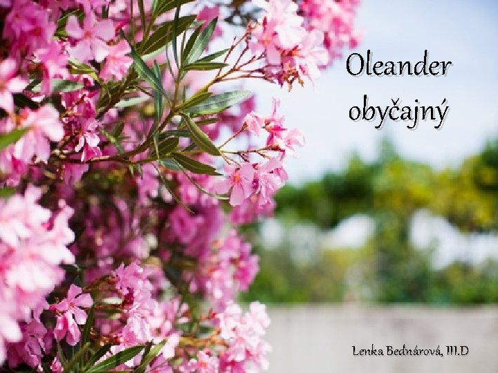 Oleander obyčajný Lenka Bednárová, III. D 
