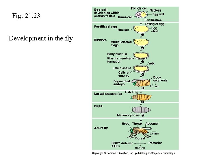 OUTLINE 7 VII Mechanisms of Animal Development A