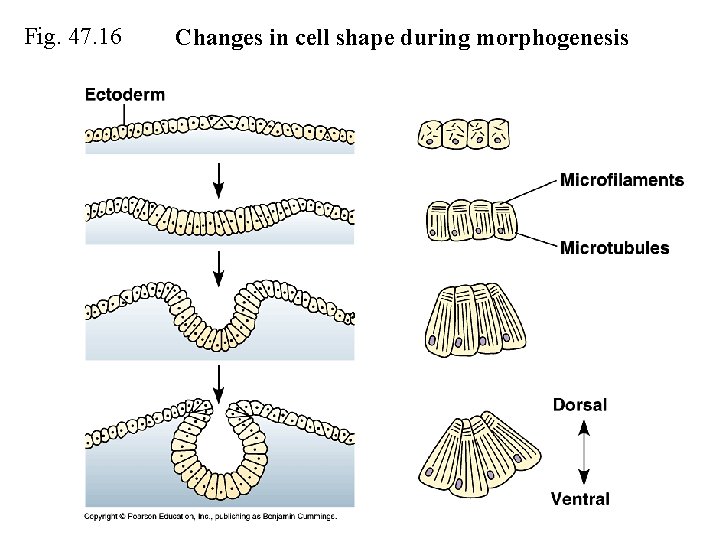 Morphogenesis Examples OUTLINE 7 VII Mechanisms of Animal Development A