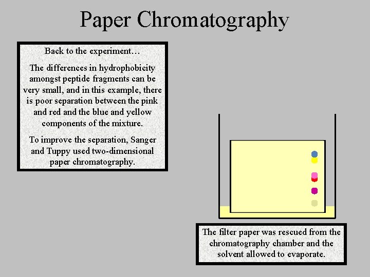 Paper Chromatography Back to the experiment… The differences in hydrophobicity amongst peptide fragments can