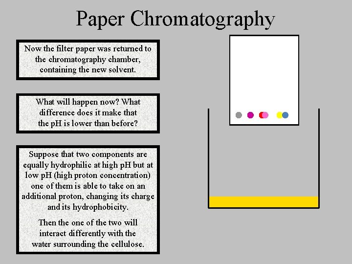 Paper Chromatography Now the filter paper was returned to the chromatography chamber, containing the