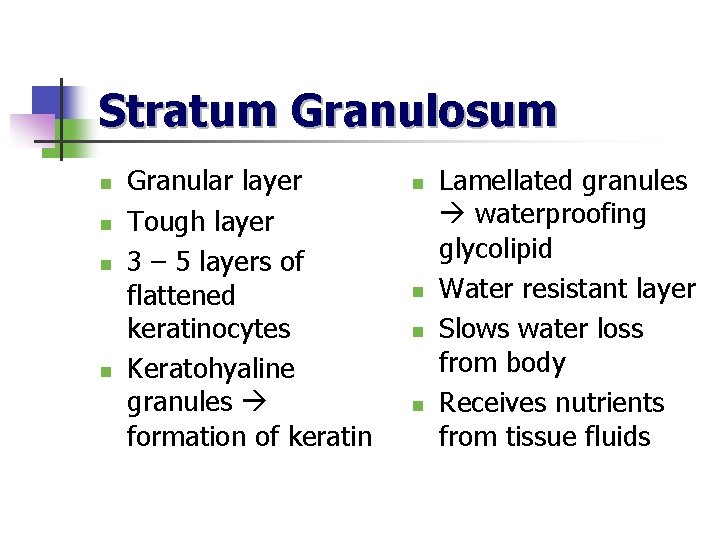 Stratum Granulosum n n Granular layer Tough layer 3 – 5 layers of flattened