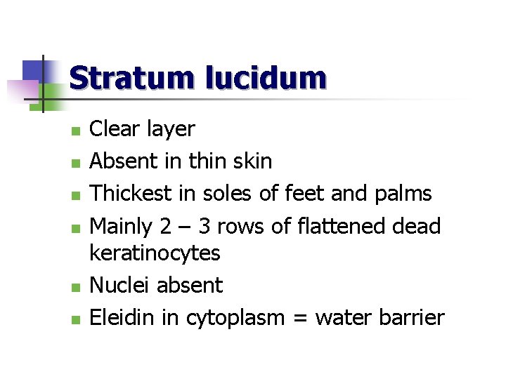Stratum lucidum n n n Clear layer Absent in thin skin Thickest in soles