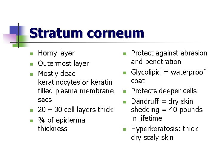 Stratum corneum n n n Horny layer Outermost layer Mostly dead keratinocytes or keratin