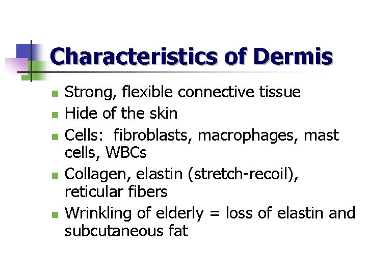 Characteristics of Dermis n n n Strong, flexible connective tissue Hide of the skin
