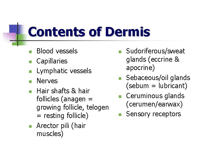 Contents of Dermis n n n Blood vessels Capillaries Lymphatic vessels Nerves Hair shafts