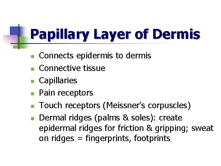 Papillary Layer of Dermis n n n Connects epidermis to dermis Connective tissue Capillaries