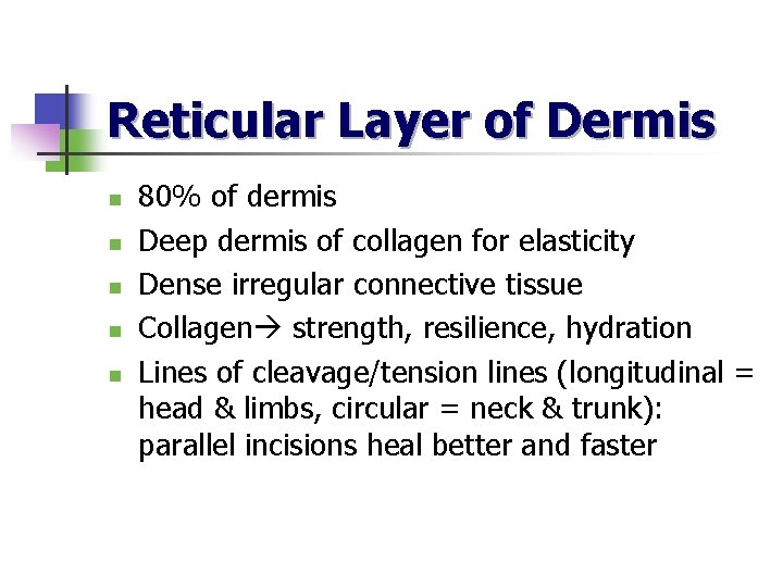 Reticular Layer of Dermis n n n 80% of dermis Deep dermis of collagen