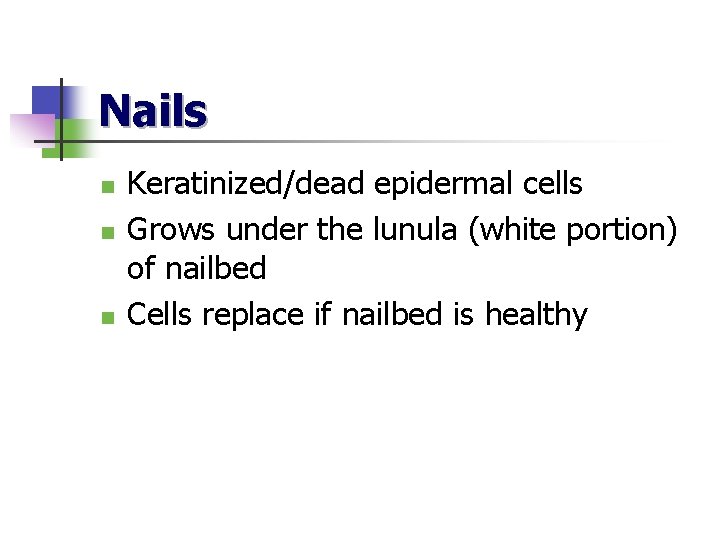 Nails n n n Keratinized/dead epidermal cells Grows under the lunula (white portion) of