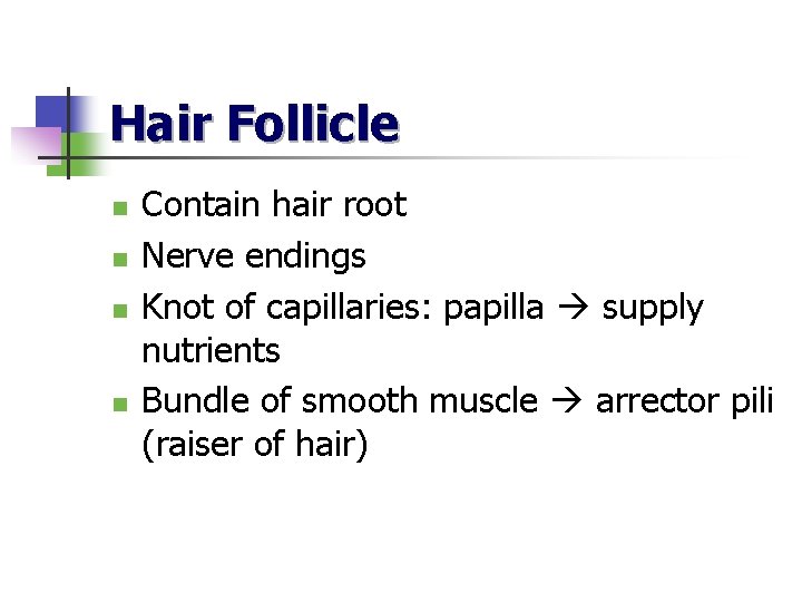 Hair Follicle n n Contain hair root Nerve endings Knot of capillaries: papilla supply