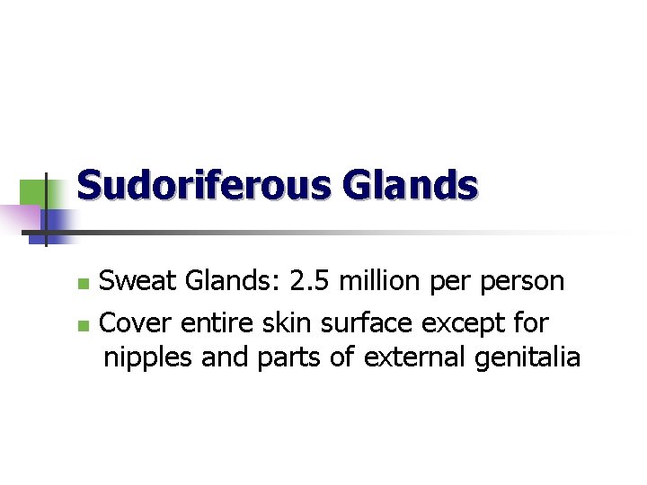 Sudoriferous Glands n n Sweat Glands: 2. 5 million person Cover entire skin surface