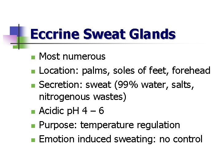 Eccrine Sweat Glands n n n Most numerous Location: palms, soles of feet, forehead