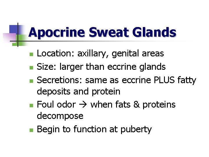 Apocrine Sweat Glands n n n Location: axillary, genital areas Size: larger than eccrine
