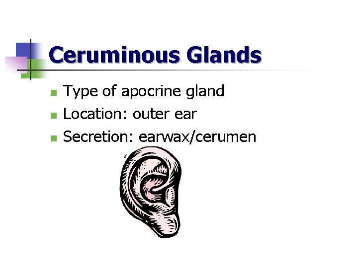 Ceruminous Glands n n n Type of apocrine gland Location: outer ear Secretion: earwax/cerumen