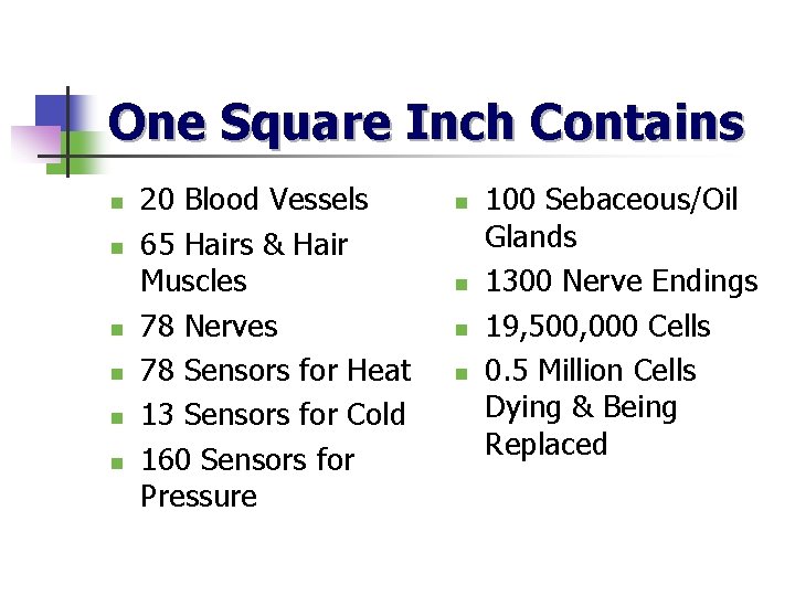 One Square Inch Contains n n n 20 Blood Vessels 65 Hairs & Hair