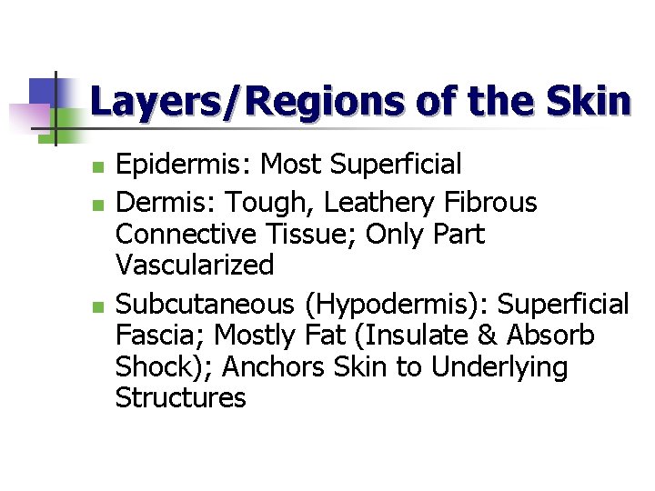 Layers/Regions of the Skin n Epidermis: Most Superficial Dermis: Tough, Leathery Fibrous Connective Tissue;