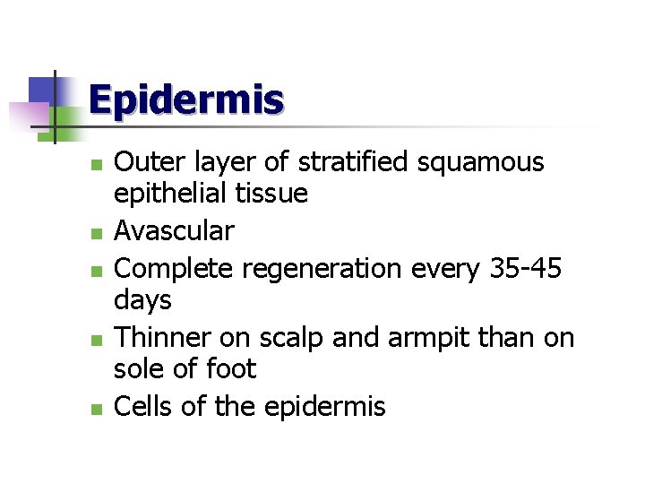 Epidermis n n n Outer layer of stratified squamous epithelial tissue Avascular Complete regeneration