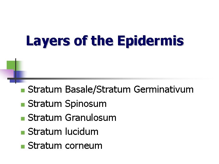 Layers of the Epidermis n n n Stratum Stratum Basale/Stratum Germinativum Spinosum Granulosum lucidum
