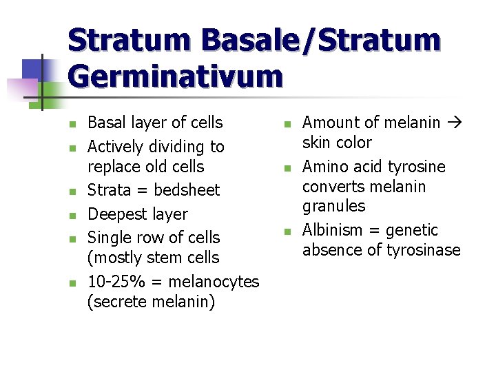 Stratum Basale/Stratum Germinativum n n n Basal layer of cells Actively dividing to replace