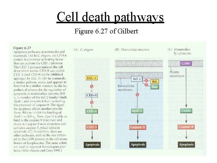 Cell death pathways Figure 6. 27 of Gilbert 