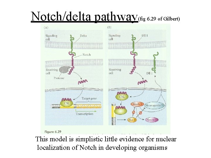 Notch/delta pathway(fig 6. 29 of Gilbert) This model is simplistic little evidence for nuclear