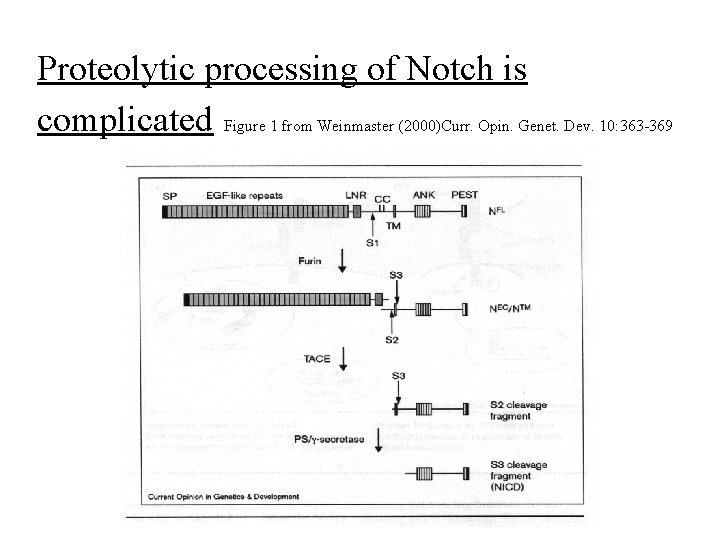 Proteolytic processing of Notch is complicated Figure 1 from Weinmaster (2000)Curr. Opin. Genet. Dev.