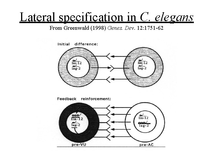 Lateral specification in C. elegans From Greenwald (1998) Genes. Dev. 12: 1751 -62 