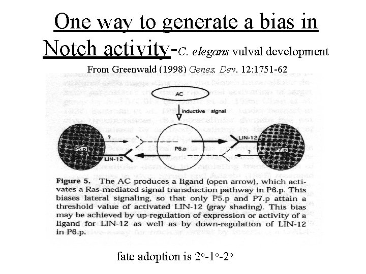 One way to generate a bias in Notch activity-C. elegans vulval development From Greenwald